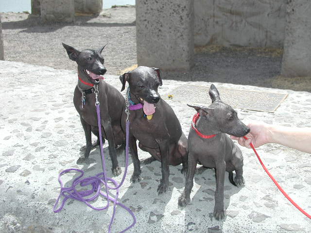 the xoloitzcuintli quetzal