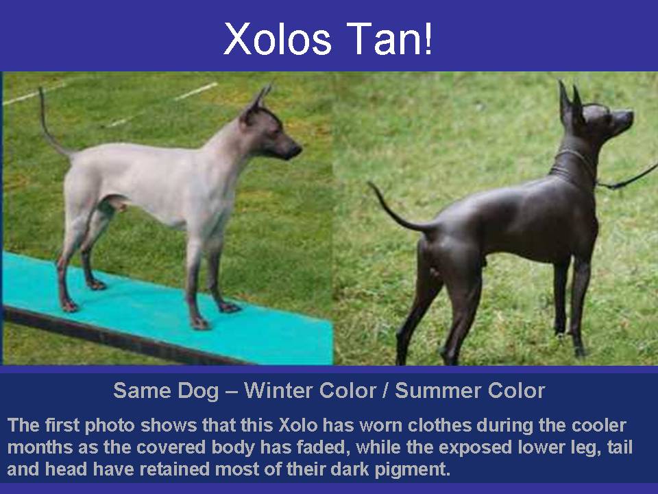 the xoloitzcuintli quetzal